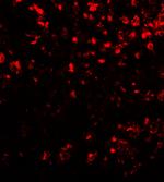 COMMD7 Antibody in Immunohistochemistry (Paraffin) (IHC (P))