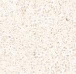 COMMD7 Polyclonal Antibody