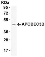 APOBEC3B Antibody in Western Blot (WB)