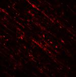 DENR Antibody in Immunohistochemistry (Paraffin) (IHC (P))