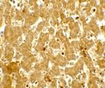 IFIT3 Polyclonal Antibody