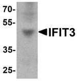 IFIT3 Antibody in Western Blot (WB)