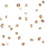 OASL Polyclonal Antibody