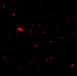 MIB1 Antibody in Immunocytochemistry (ICC/IF)