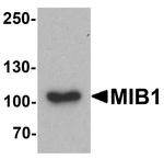 MIB1 Antibody in Western Blot (WB)