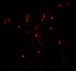 ATG4C Antibody in Immunohistochemistry (Paraffin) (IHC (P))