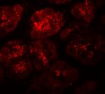 XKR8 Antibody in Immunohistochemistry (Paraffin) (IHC (P))