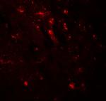 WWC1 Antibody in Immunohistochemistry (Paraffin) (IHC (P))