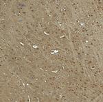 WWC1 Polyclonal Antibody