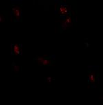 GPRASP1 Antibody in Immunohistochemistry (Paraffin) (IHC (P))