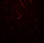 KCNK1 Antibody in Immunohistochemistry (Paraffin) (IHC (P))