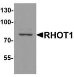 RHOT1 Antibody in Western Blot (WB)