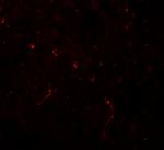 NOSTRIN Antibody in Immunohistochemistry (Paraffin) (IHC (P))