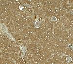 NOSTRIN Polyclonal Antibody