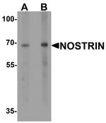 NOSTRIN Antibody in Western Blot (WB)