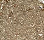 KLF17 Antibody in Immunohistochemistry (Paraffin) (IHC (P))