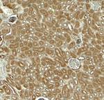 EDA Polyclonal Antibody