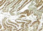 WNT5B Antibody in Immunohistochemistry (Paraffin) (IHC (P))