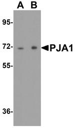 PJA Antibody in Western Blot (WB)