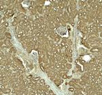 SLC1A7 Polyclonal Antibody