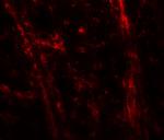 TENM3 Antibody in Immunohistochemistry (Paraffin) (IHC (P))