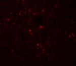 SNRPN Antibody in Immunohistochemistry (Paraffin) (IHC (P))