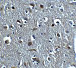 Relaxin 3 Polyclonal Antibody
