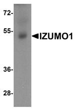 IZUMO1 Antibody in Western Blot (WB)