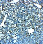 LRRC8A Polyclonal Antibody