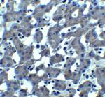 TRO Antibody in Immunohistochemistry (Paraffin) (IHC (P))