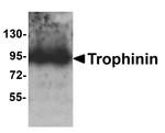 TRO Antibody in Western Blot (WB)