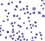 RNF121 Polyclonal Antibody