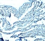 GAS6 Polyclonal Antibody