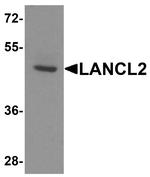 LANCL2 Antibody in Western Blot (WB)