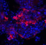 IQCF2 Polyclonal Antibody