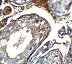 IQCF2 Antibody in Immunohistochemistry (IHC)