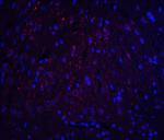 HOOK3 Polyclonal Antibody