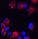 C18orf42 Polyclonal Antibody