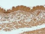 Caspase 14 Antibody in Immunohistochemistry (Paraffin) (IHC (P))