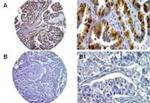 Caspase 14 Antibody in Immunohistochemistry (Paraffin) (IHC (P))