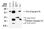 Caspase 14 Antibody in Western Blot (WB)