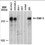 PTPN13 Antibody in Western Blot (WB)