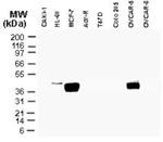 CARD8 Antibody in Western Blot (WB)
