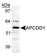 APCDD1 Polyclonal Antibody