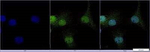 MAT2A Antibody in Immunocytochemistry (ICC/IF)