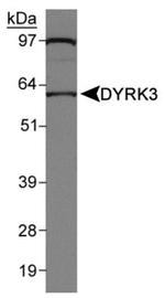 DYRK3 Antibody in Western Blot (WB)