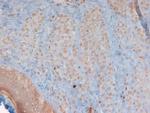 beta-3 Defensin Polyclonal Antibody