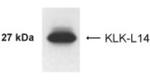 Kallikrein 14 Antibody in Western Blot (WB)