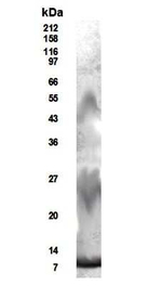RELM beta Polyclonal Antibody