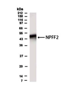 NPFF2 Polyclonal Antibody